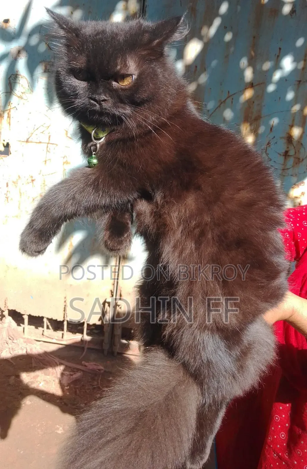 1+ year Female Purebred Persian