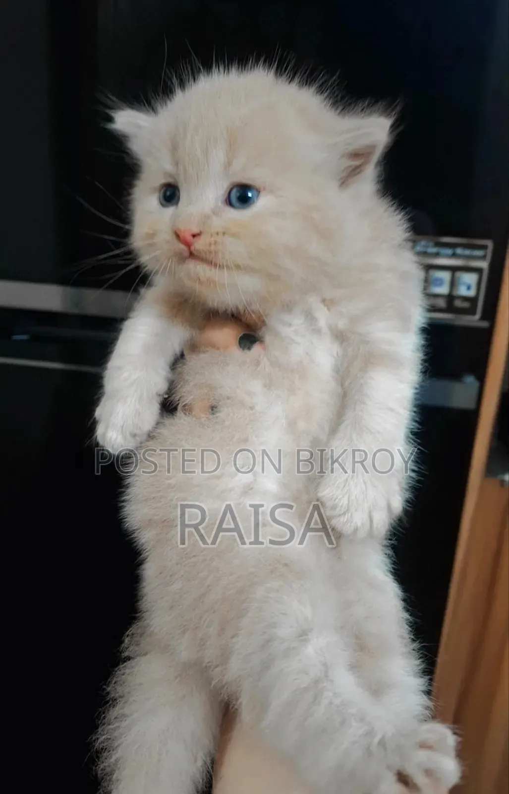 0-1 Month Male Purebred Persian