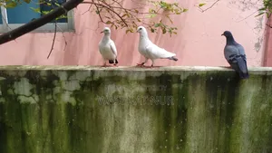 বিগ সাইজ হাই ফ্লাইয়্যার কালদম।