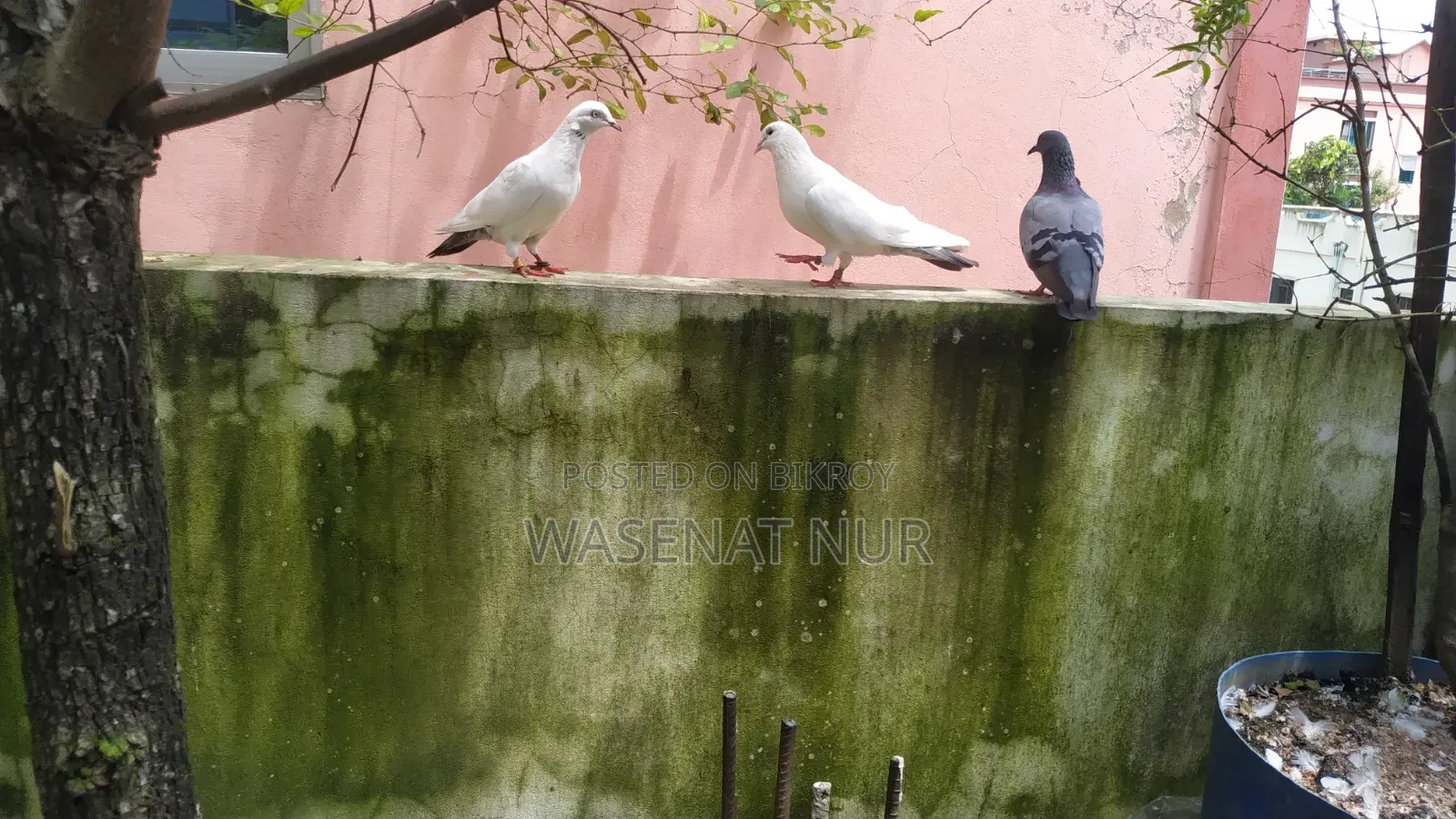 বিগ সাইজ হাই ফ্লাইয়্যার কালদম।