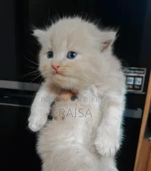 0-1 Month Male Purebred Persian