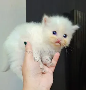 0-1 Month Male Purebred Persian