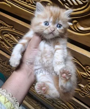0-1 Month Male Purebred Persian