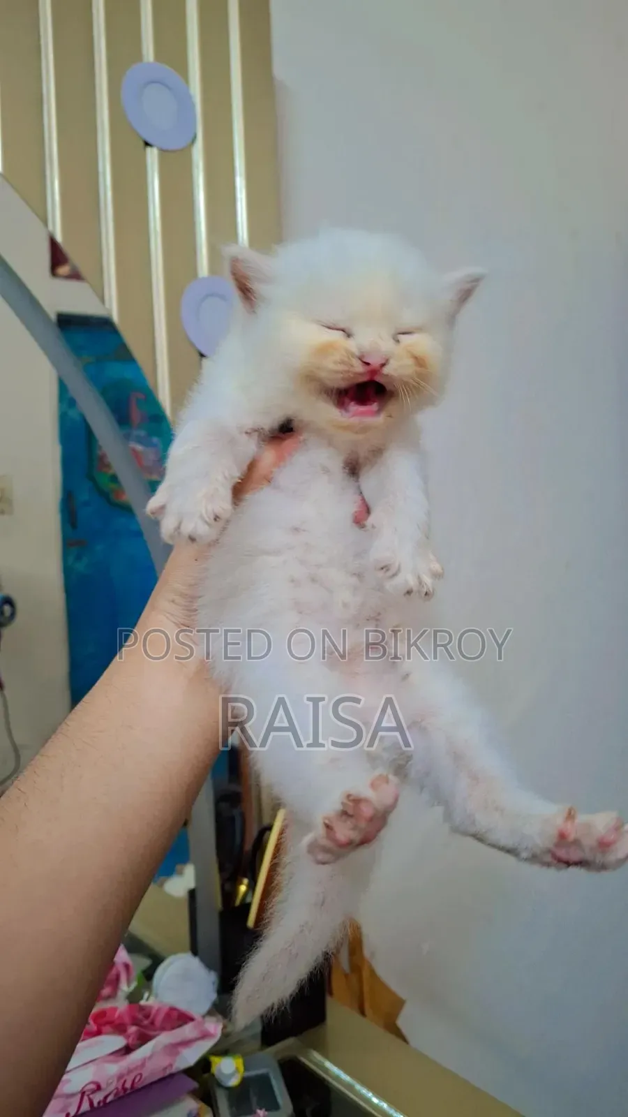 0-1 Month Male Purebred Persian