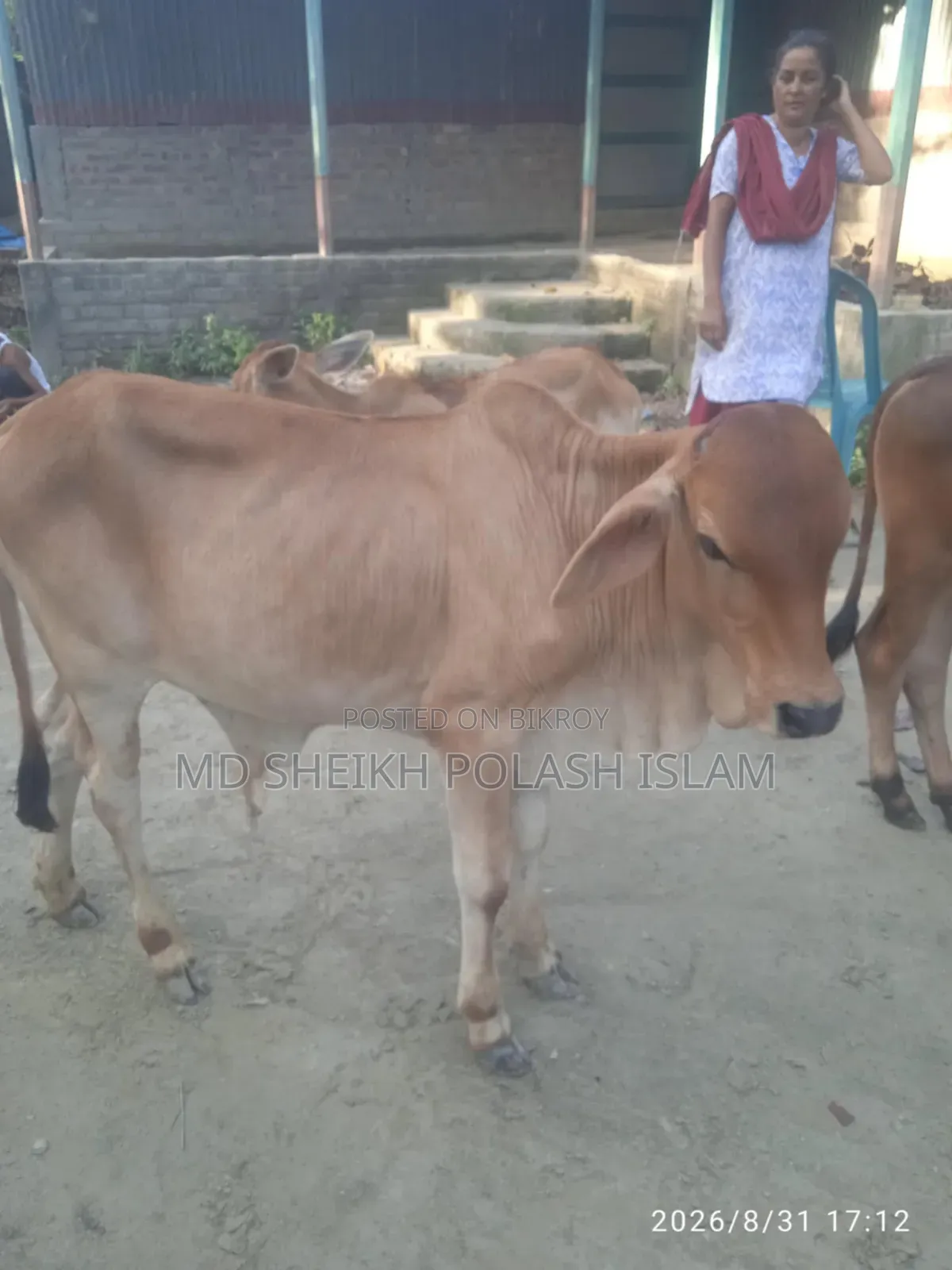 শাহিওয়াল ষাড় বাচ্চা