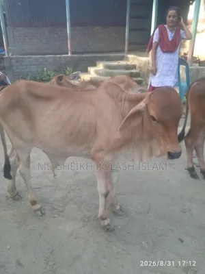 শাহিওয়াল ষাড় বাচ্চা