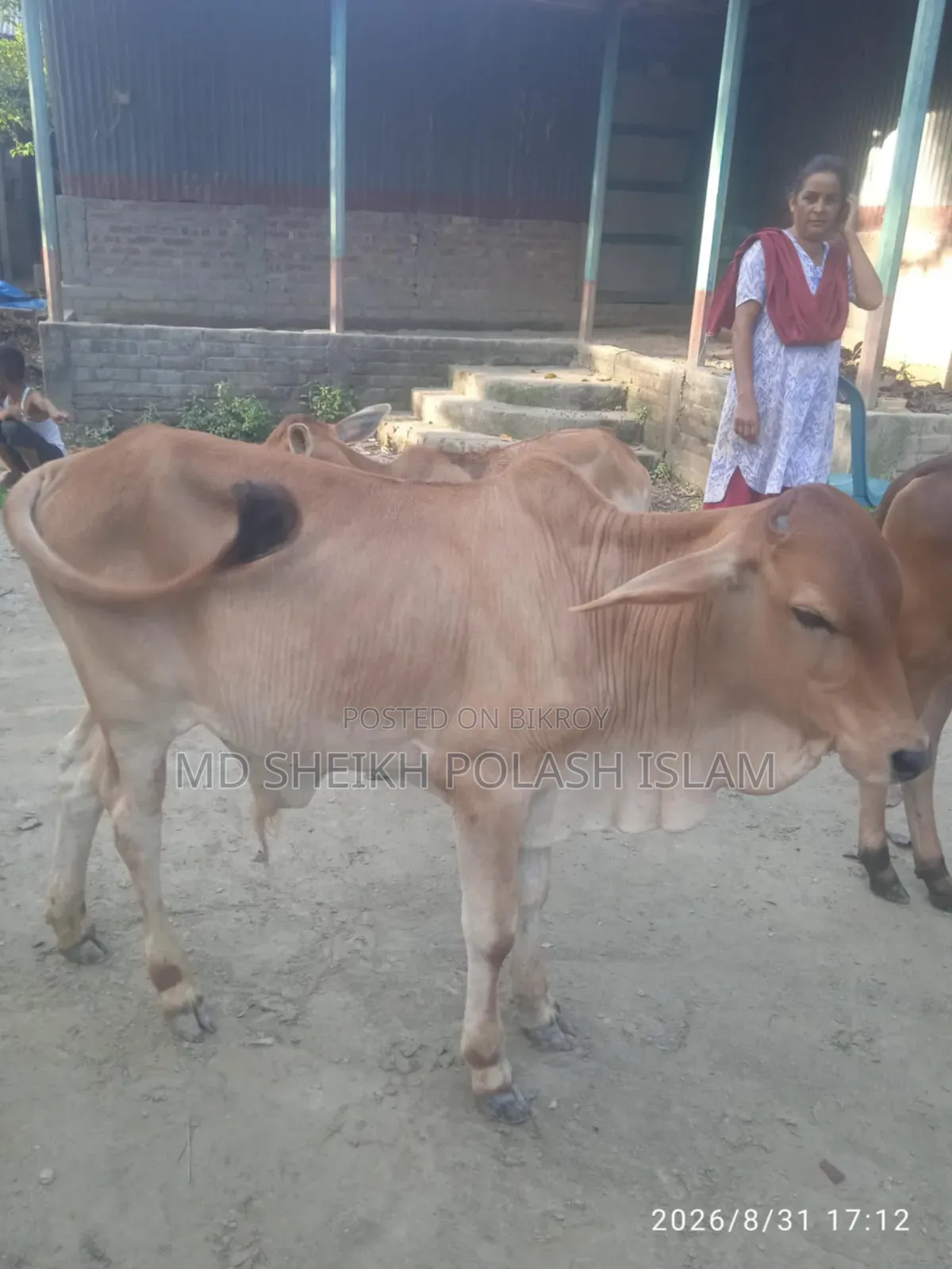 শাহিওয়াল ষাড় বাচ্চা
