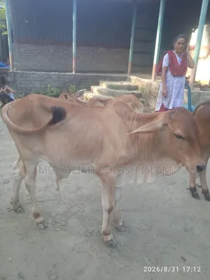 শাহিওয়াল ষাড় বাচ্চা