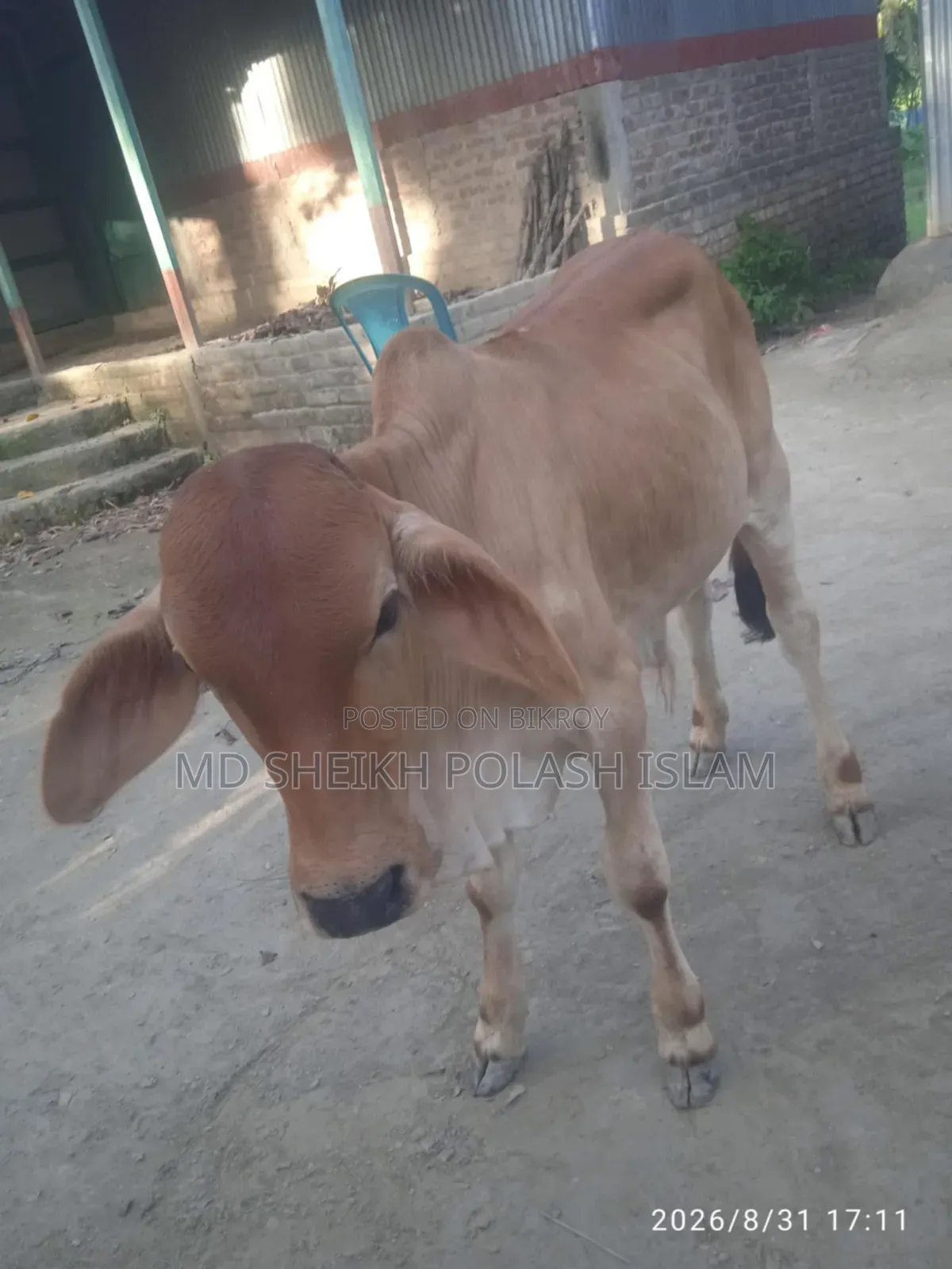 শাহিওয়াল ষাড় বাচ্চা