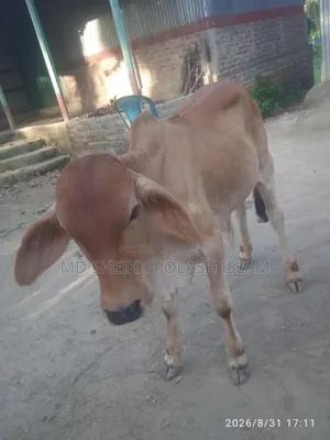 শাহিওয়াল ষাড় বাচ্চা