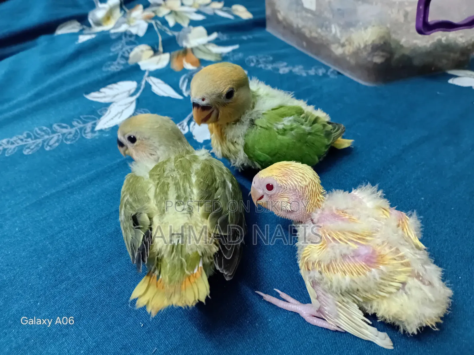 Tame Size Lovebird