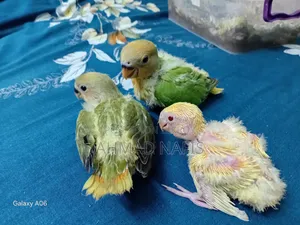 Tame Size Lovebird