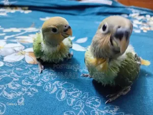 Tame Size Lovebird