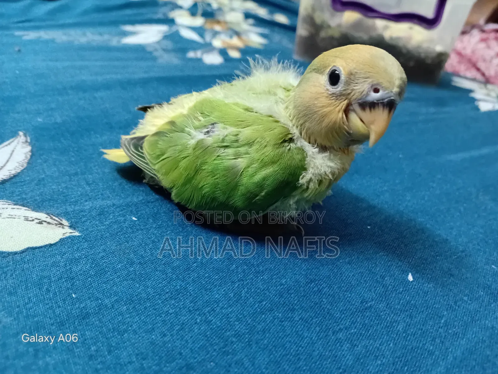 Tame Size Lovebird