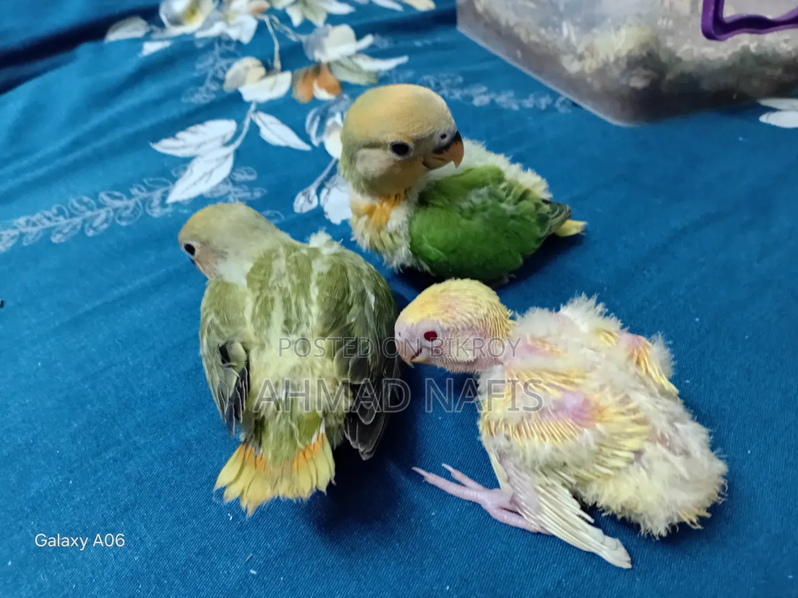 Tame Size Lovebird