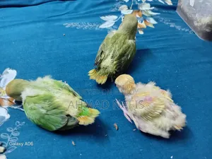 Tame Size Lovebird