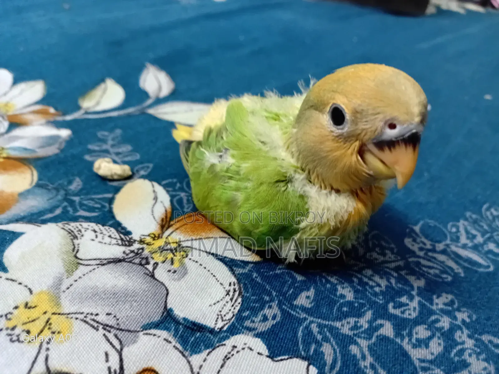 Tame Size Lovebird