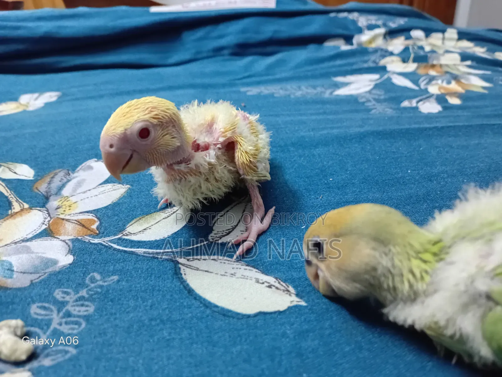 Tame Size Lovebird