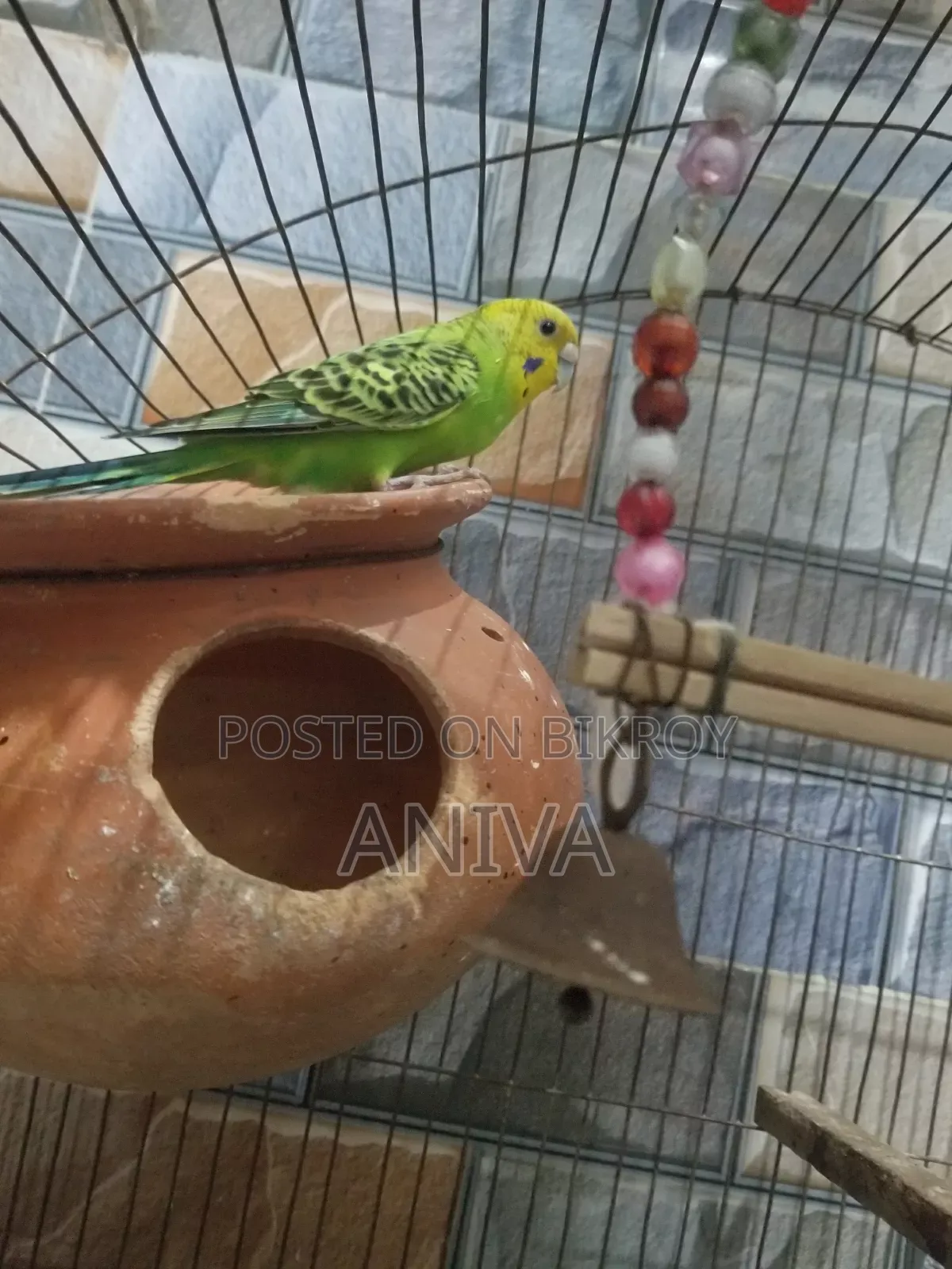 Female Adult Bajigar