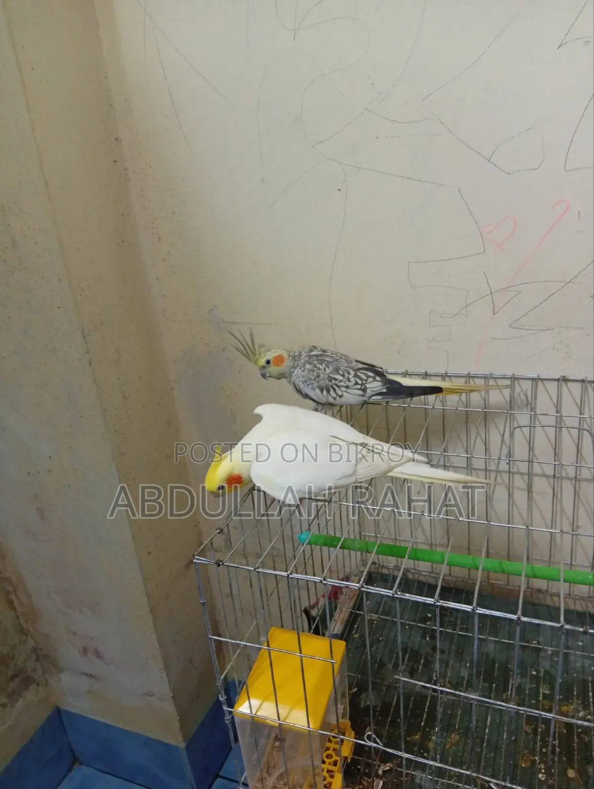 Cocatel Bird