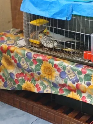 Cocatel Bird