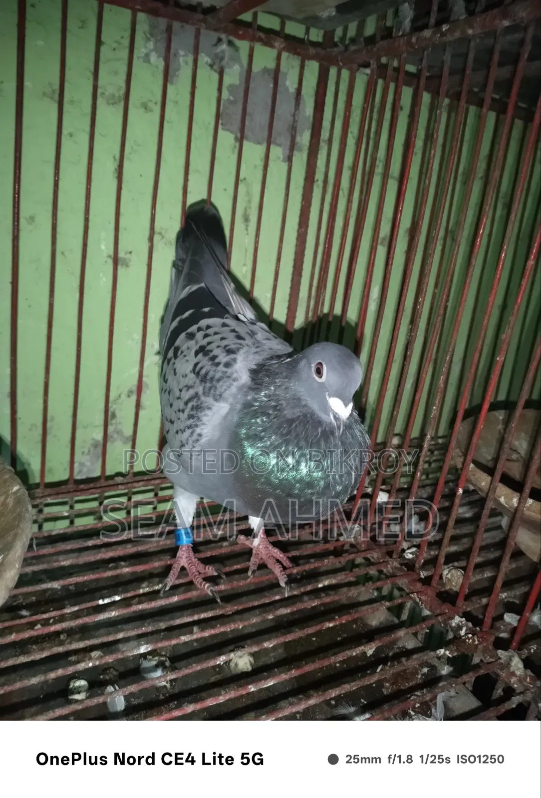 ভালো কবুতর আছে