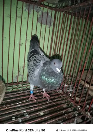 ভালো কবুতর আছে