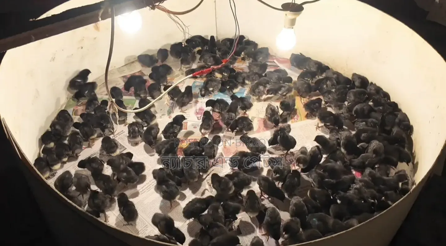 Black Australorp chicks are taking booking