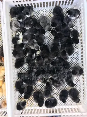 Black Australorp chicks are taking booking