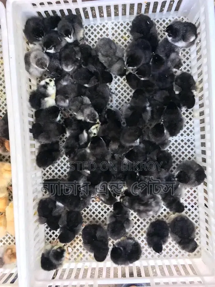 Black Australorp chicks are taking booking
