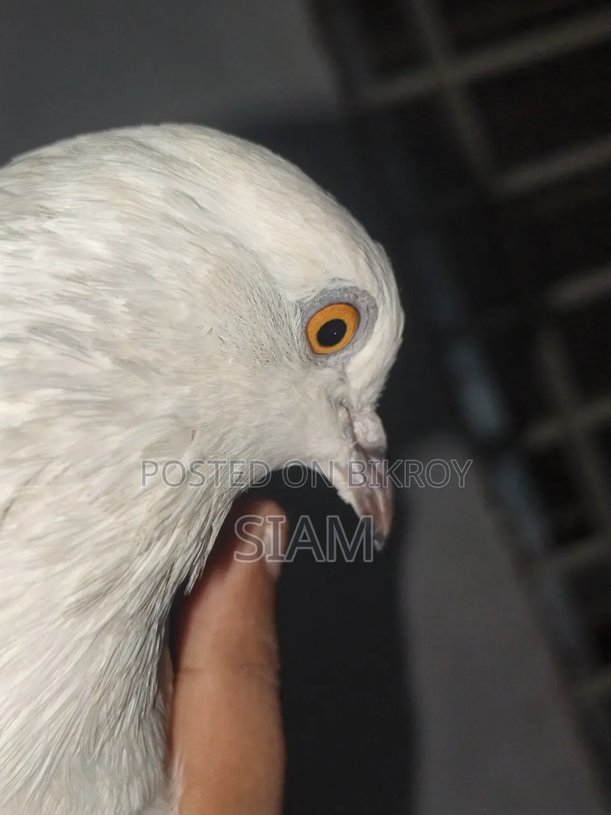 সবুজ গলা গিরিবাজ, মাদি। কালদম হলুদচোখ, মাদি। কাকজি চোখে লাল গিয়ার, নর