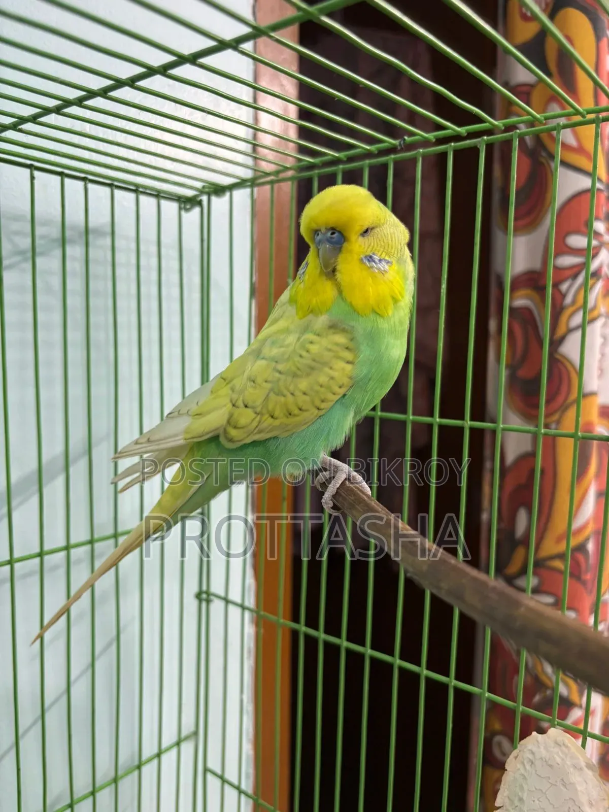 English Budgie Male Female Single or Pair Both Available