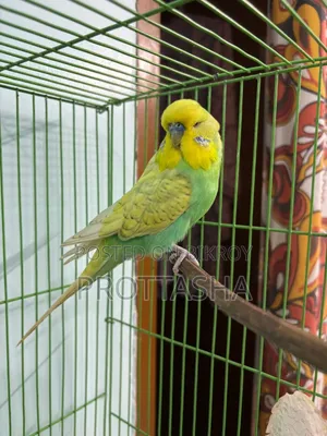 English Budgie Male Female Single or Pair Both Available
