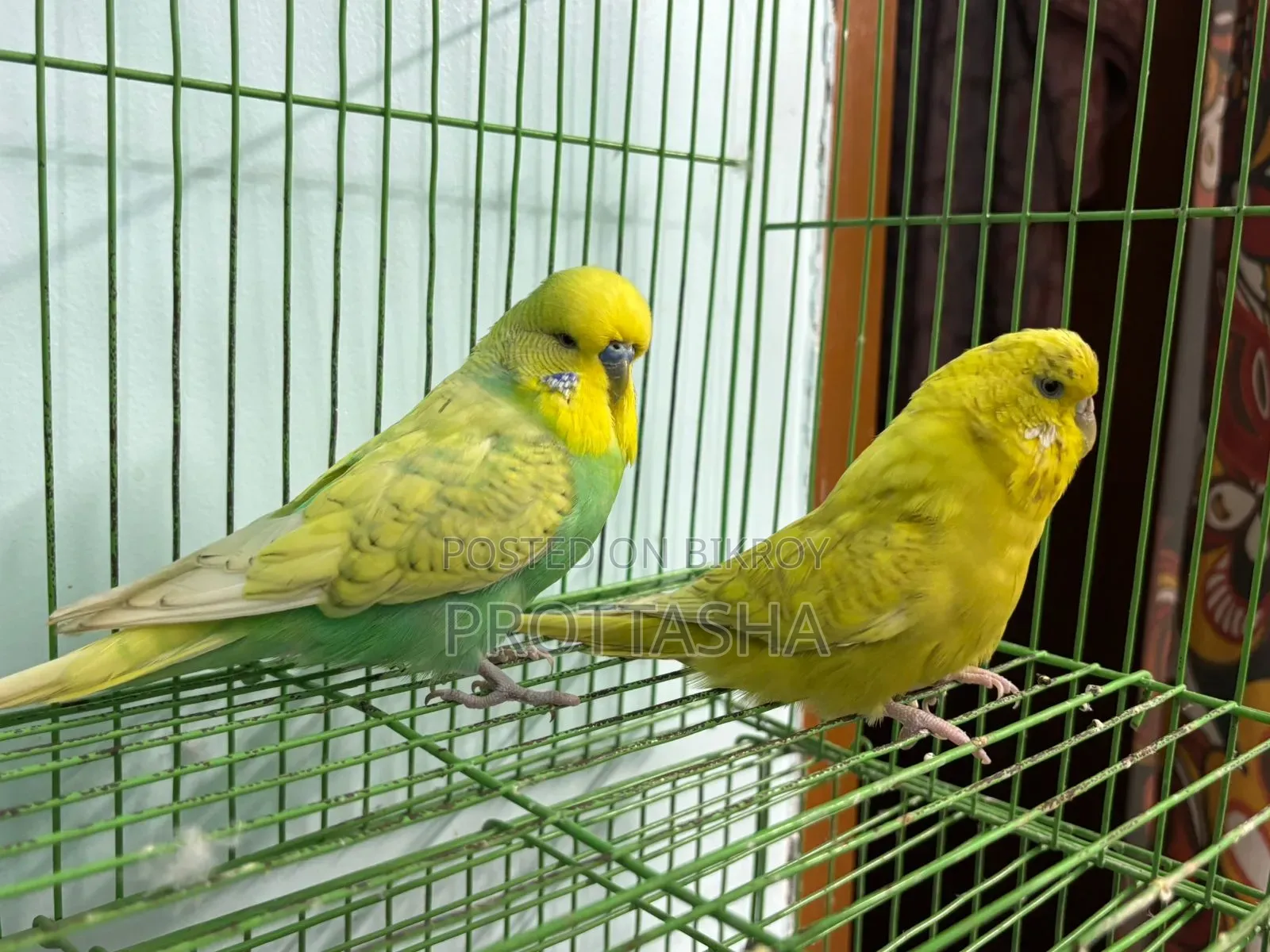 English Budgie Male Female Single or Pair Both Available