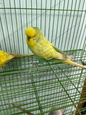 English Budgie Male Female Single or Pair Both Available