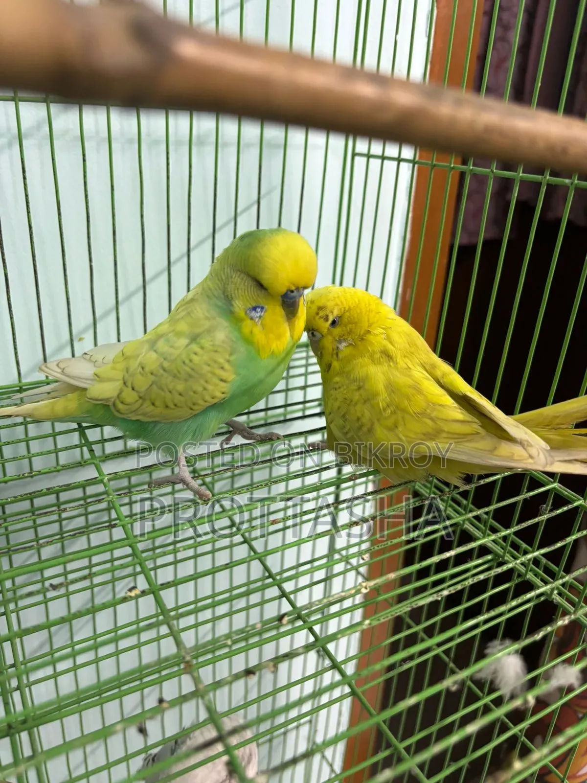 English Budgie Male Female Single or Pair Both Available
