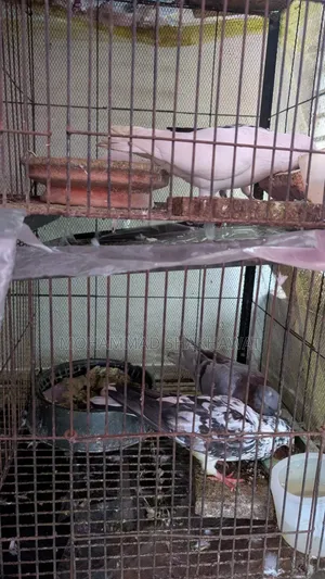 সুন্দর জোড়া কবুতর বিক্রি হবে