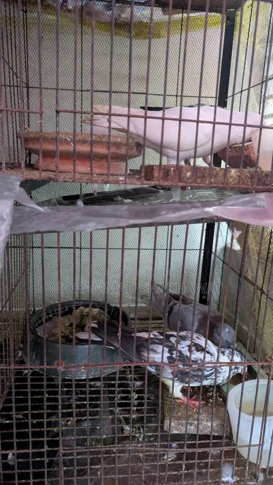 সুন্দর জোড়া কবুতর বিক্রি হবে
