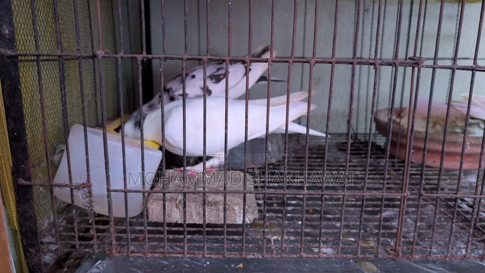 সুন্দর জোড়া কবুতর বিক্রি হবে