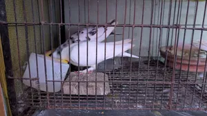 সুন্দর জোড়া কবুতর বিক্রি হবে