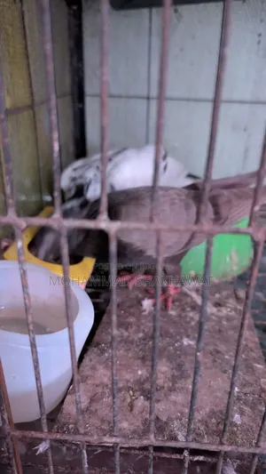 সুন্দর জোড়া কবুতর বিক্রি হবে