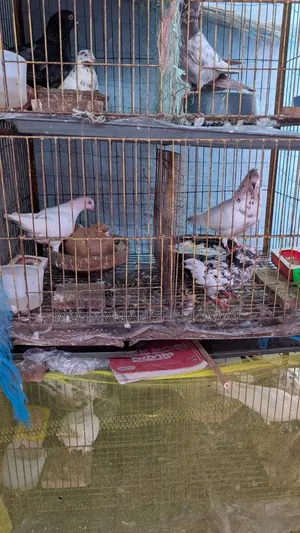 সুন্দর জোড়া কবুতর বিক্রি হবে