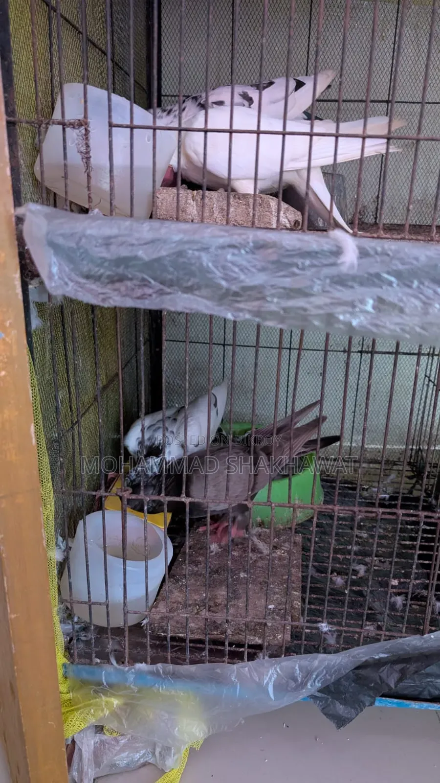 সুন্দর জোড়া কবুতর বিক্রি হবে