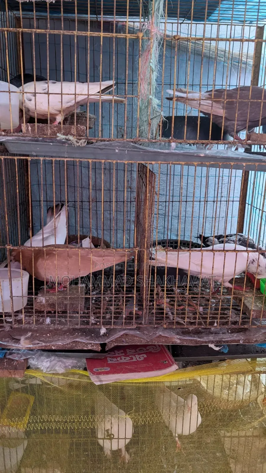 সুন্দর জোড়া কবুতর বিক্রি হবে