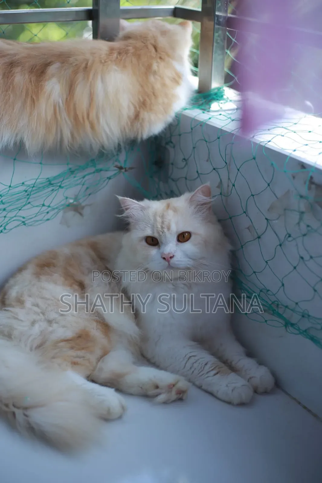 1+ year Male Purebred Persian