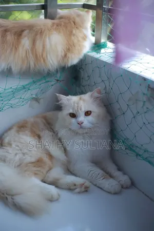 1+ year Male Purebred Persian