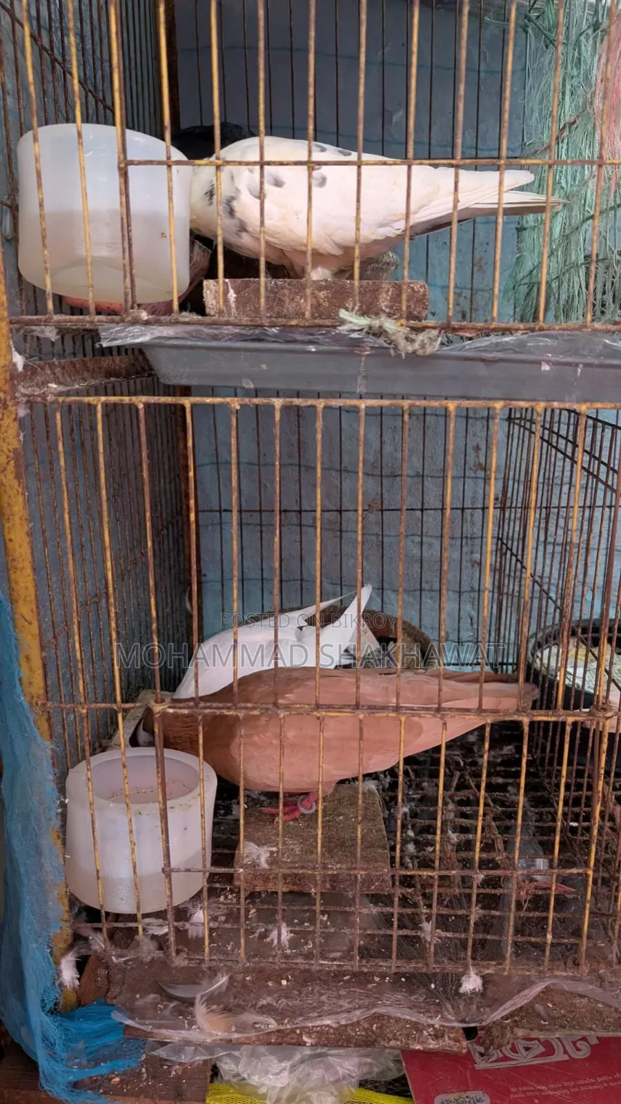 সুন্দর জোড়া কবুতর বিক্রি হবে