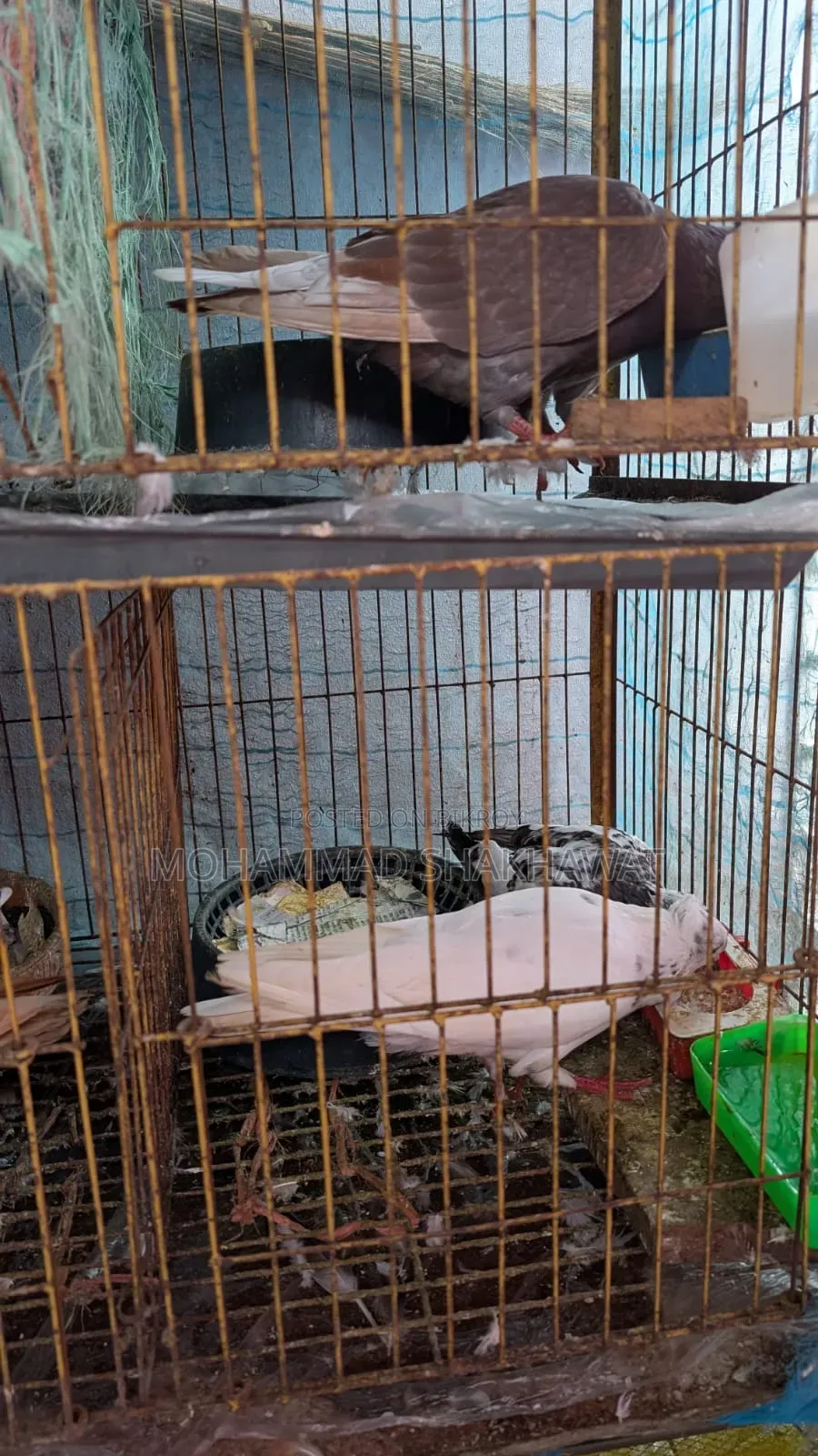 সুন্দর জোড়া কবুতর বিক্রি হবে