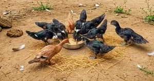 চিনা হাসের বাচ্চা