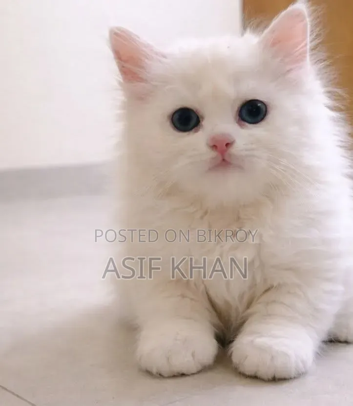 3-6 Months Male Purebred Persian